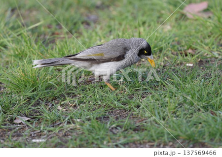 Noisy miner Manorina melanocephala. 137569466