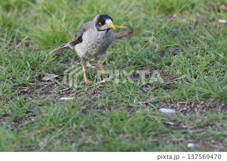 Noisy miner Manorina melanocephala. 137569470