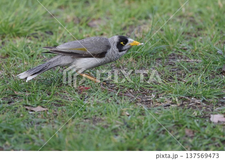 Noisy miner eating food scraps. Noisy miner eating food scraps. 137569473