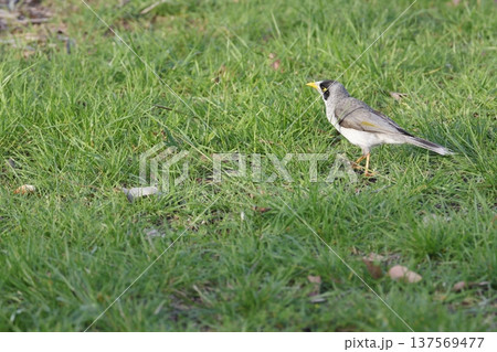 Noisy miner Manorina melanocephala. 137569477