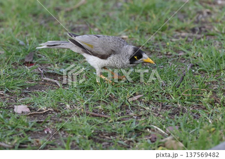 Noisy miner eating food scraps. 137569482