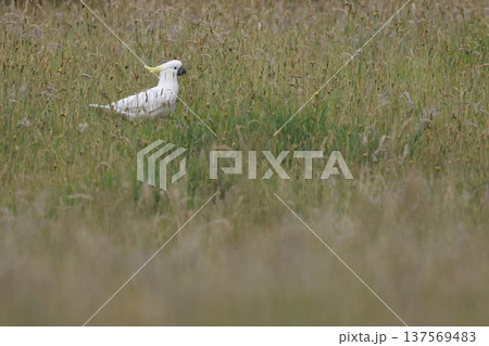 Greater sulphur-crested cockatoo. 137569483