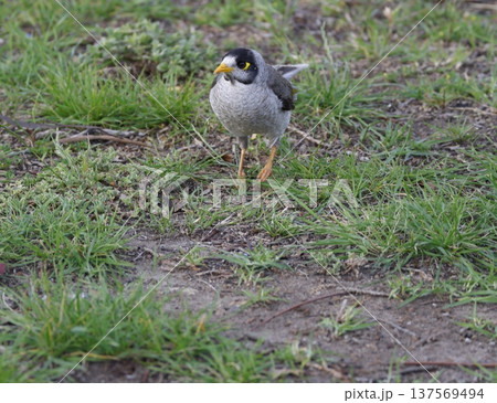 Noisy miner Manorina melanocephala. Noisy miner Manorina melanocephala. 137569494