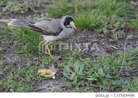 Noisy miner Manorina melanocephala. 137569496