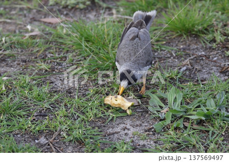 Noisy miner Manorina melanocephala. Noisy miner Manorina melanocephala. 137569497