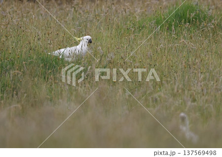 Greater sulphur-crested cockatoo. Greater sulphur-crested cockatoo. 137569498