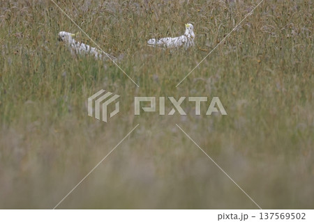 Greater sulphur-crested cockatoos. Greater sulphur-crested cockatoos. 137569502