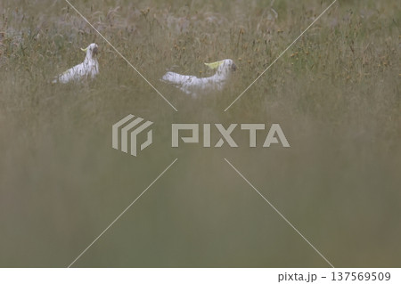 Greater sulphur-crested cockatoos. Greater sulphur-crested cockatoos. 137569509