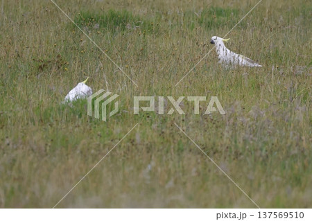 Greater sulphur-crested cockatoos. Greater sulphur-crested cockatoos. 137569510