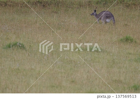 Eastern grey kangaroo. 137569513