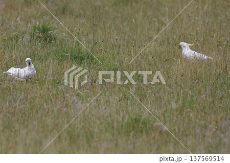 Greater sulphur-crested cockatoos. 137569514