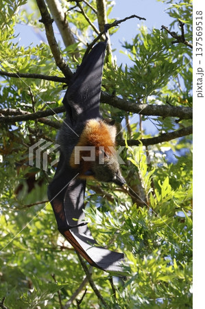 Grey-headed flying fox. Grey-headed flying fox. 137569518