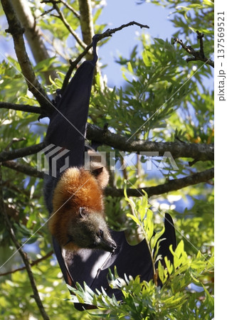 Grey-headed flying fox. 137569521