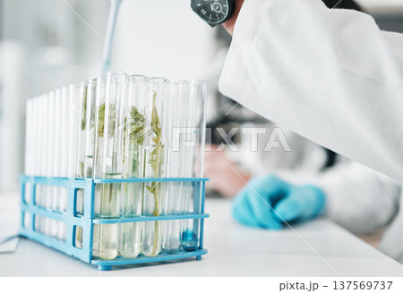 Science, research and test tube with leaves in biotech laboratory, vaccine solution or medical innovation. Healthcare, lab analytics and medicine, scientist with pipette in pharmaceutical plant study Science, research and test tube with leaves in biotech laboratory, vaccine solution or medical innovation. Healthcare, lab analytics and medicine, scientist with pipette in pharmaceutical plant study 137569737