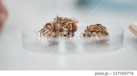 Science, petri dish and marijuana analysis in laboratory for scientific study, cannabis review or medical research. Cbd, sample and weed bud check for growth experiment on blurred background in lab Science, petri dish and marijuana analysis in laboratory for scientific study, cannabis review or medical research. Cbd, sample and weed bud check for growth experiment on blurred background in lab 137569778