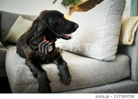 Relax, loyalty and a dog on a sofa in the living room of their home as a domestic pet or companion. Couch, lounge and a cute cocker spaniel waiting in a house with trust while lying on furniture Relax, loyalty and a dog on a sofa in the living room of their home as a domestic pet or companion. Couch, lounge and a cute cocker spaniel waiting in a house with trust while lying on furniture 137569798