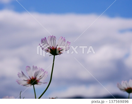 青空に向かって咲くコスモス 青空に向かって咲くコスモス 137569896