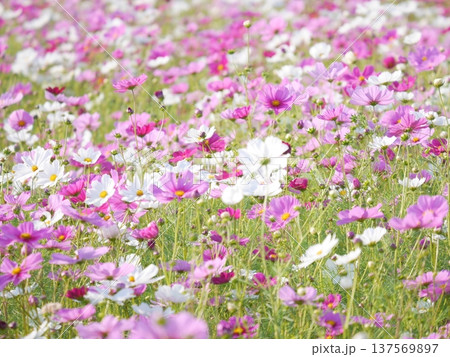 一面に咲き誇るコスモス畑 137569897