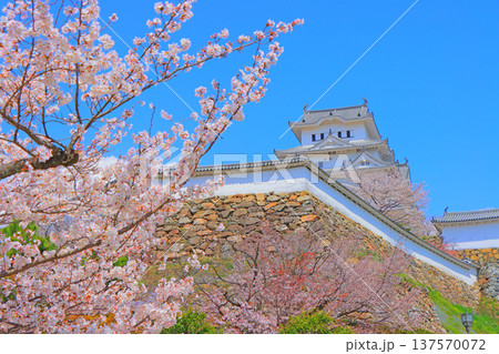 兵庫県姫路市、満開の桜と姫路城の風景 137570072
