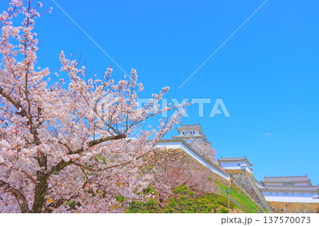 兵庫県姫路市、満開の桜と姫路城の風景 兵庫県姫路市、満開の桜と姫路城の風景 137570073