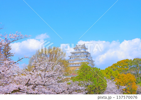 兵庫県姫路市、満開の桜と姫路城の風景 兵庫県姫路市、満開の桜と姫路城の風景 137570076