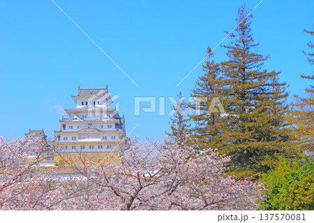 兵庫県姫路市、満開の桜と姫路城の風景 兵庫県姫路市、満開の桜と姫路城の風景 137570081