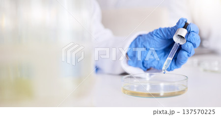 Hand, petri dish and liquid, chemical and pipette in laboratory with scientist person and experiment. Liquid solution, glass and test for medical research, science study and chemistry with closeup Hand, petri dish and liquid, chemical and pipette in laboratory with scientist person and experiment. Liquid solution, glass and test for medical research, science study and chemistry with closeup 137570225