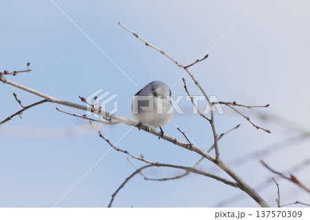 枝に止まるシマエナガ 137570309