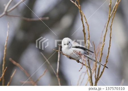 枝にとまるシマエナガ 137570310