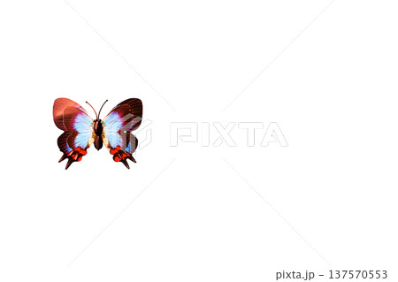 Summer beauty colored flying butterfly for design Summer beauty colored flying butterfly for design 137570553