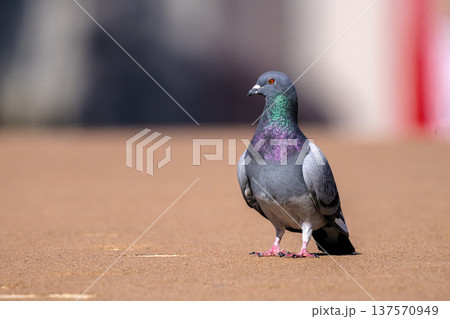 道路を歩くハト 137570949