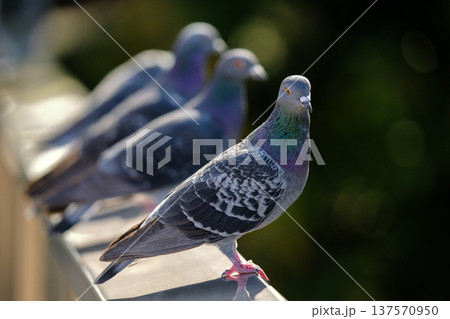 鳩が羽根を休めている 137570950