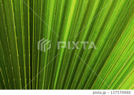 Abstract background of a palm leaf, tropical green texture, single leaf with organic shapes, vibrant nature surface, botanical backdrop ideal for design, branding, social media, summer and tropical Abstract background of a palm leaf, tropical green texture, single leaf with organic shapes, vibrant nature surface, botanical backdrop ideal for design, branding, social media, summer and tropical 137570988