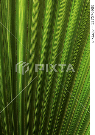 Abstract background of a palm leaf, tropical green texture, single leaf with organic shapes, vibrant nature surface, botanical backdrop ideal for design, branding, social media, summer and tropical 137570989