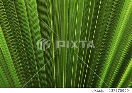 Abstract background of a palm leaf, tropical green texture, single leaf with organic shapes, vibrant nature surface, botanical backdrop ideal for design, branding, social media, summer and tropical 137570990