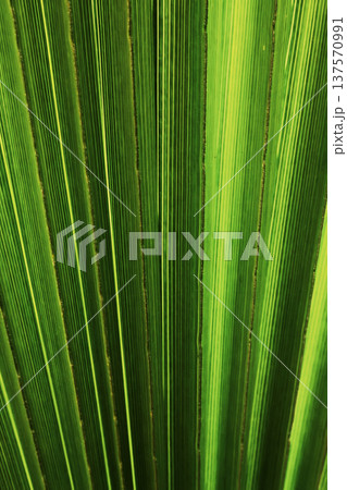 Abstract background of a palm leaf, tropical green texture, single leaf with organic shapes, vibrant nature surface, botanical backdrop ideal for design, branding, social media, summer and tropical 137570991