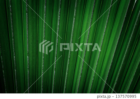 Abstract background of a palm leaf, tropical green texture, single leaf with organic shapes, vibrant nature surface, botanical backdrop ideal for design, branding, social media, summer and tropical Abstract background of a palm leaf, tropical green texture, single leaf with organic shapes, vibrant nature surface, botanical backdrop ideal for design, branding, social media, summer and tropical 137570995