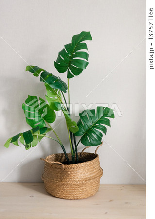 Monstera plant in wicker basket on wooden table minimal interior 137571166