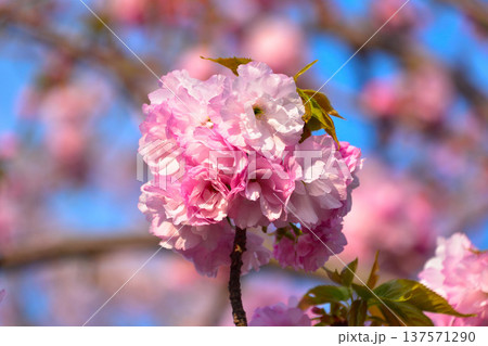 八重桜　楊貴妃　大阪造幣局にて 137571290