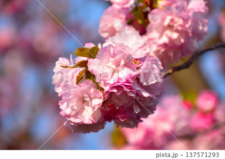 八重桜 楊貴妃 大阪造幣局にて 八重桜 楊貴妃 大阪造幣局にて 137571293