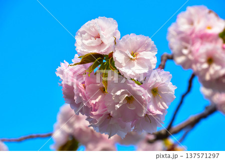 八重桜 平野撫子 大阪造幣局にて 八重桜 平野撫子 大阪造幣局にて 137571297