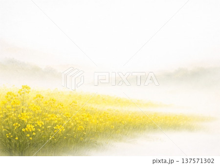 霞の中の菜の花畑風景 137571302