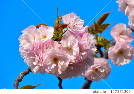 八重桜 平野撫子 大阪造幣局にて 八重桜 平野撫子 大阪造幣局にて 137571309