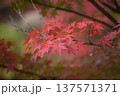 鮮やかに色づいた紅葉のもみじのクローズアップ 137571371