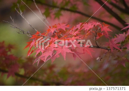 鮮やかに色づいた紅葉のもみじのクローズアップ 鮮やかに色づいた紅葉のもみじのクローズアップ 137571371