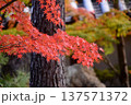 力強い樹木と鮮やかに色づいた紅葉の風景 137571372