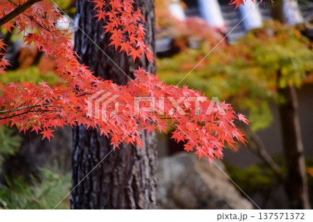 力強い樹木と鮮やかに色づいた紅葉の風景 力強い樹木と鮮やかに色づいた紅葉の風景 137571372