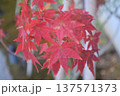 鮮やかに色づいた紅葉のもみじのクローズアップ 137571373