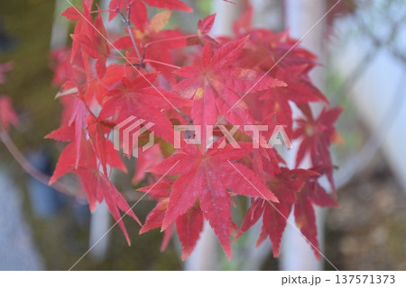 鮮やかに色づいた紅葉のもみじのクローズアップ 137571373