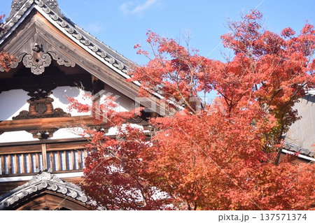 歴史的な寺院の建物と青空に映える紅葉 歴史的な寺院の建物と青空に映える紅葉 137571374
